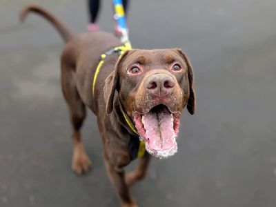 Neville | Dobermann Cross | Cardiff - 3