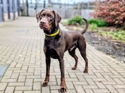 Neville | Dobermann Cross | Cardiff - 5