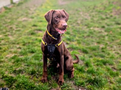 Neville | Dobermann Cross | Cardiff - 5