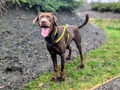 Neville | Dobermann Cross | Cardiff - 3