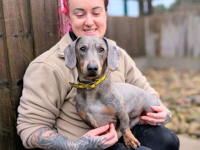 Veggie | Dachshund (Miniature Smooth Haired) | Cardiff - 3