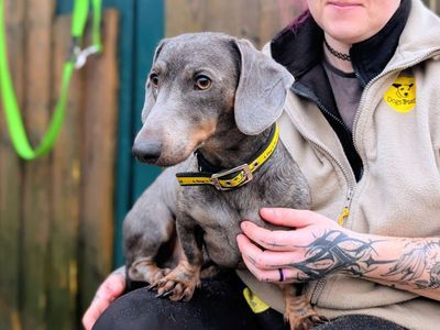 Veggie | Dachshund (Miniature Smooth Haired) | Cardiff - 2