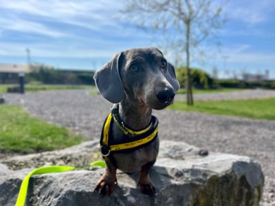 Reggie | Dachshund (Miniature Smooth Haired) | Cardiff - 3