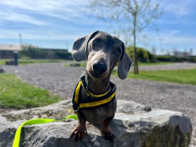Reggie | Dachshund (Miniature Smooth Haired) | Cardiff - 5