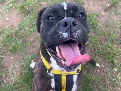 Daisy | Boxer | Snetterton (Norfolk) - 3