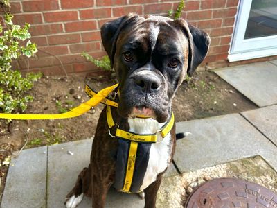 Daisy | Boxer | Snetterton (Norfolk) - 2