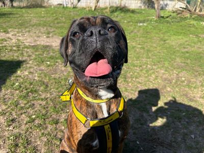 Duke | Boxer | Snetterton (Norfolk) - 3