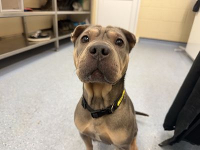 Ragnar | French Bulldog Cross | Loughborough - 2