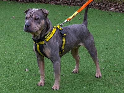 Ragnar | French Bulldog Cross | Loughborough - 3