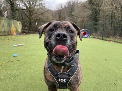 Norman | Mastiff | Ilfracombe - 3