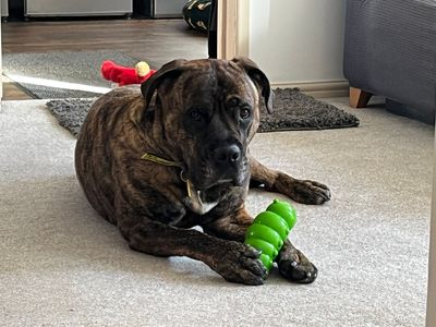 Norman, a 6 years old male Mastiff available for adoption from Dogs Trust in Devon