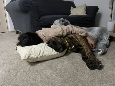 Norman | Mastiff | Ilfracombe - 3