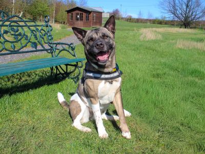 Barbara | Akita Cross | Darlington - 2