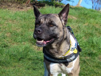 Barbara | Akita Cross | Darlington - 3