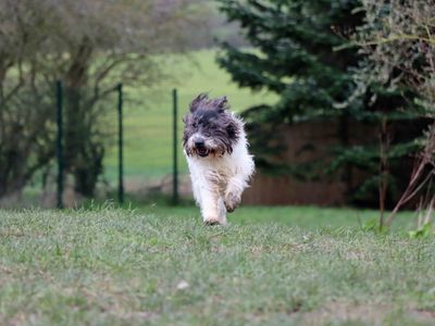 Scruff | Terrier (Cairn) Cross | Darlington - 2