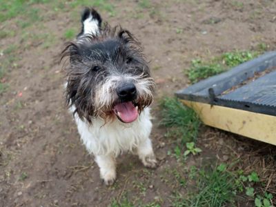 Scruff | Terrier (Cairn) Cross | Darlington - 3