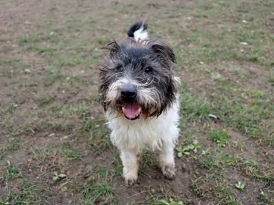 Scruff, a 7 years old male Cairn Terrier available for adoption from Dogs Trust in County Durham