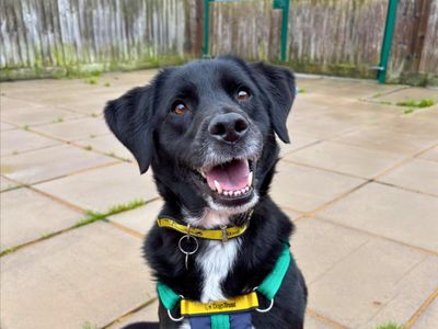 Chelsea | Retriever (Labrador) Cross | Salisbury (Wiltshire) - 3