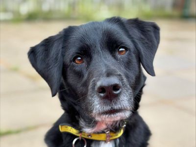 Chelsea | Retriever (Labrador) Cross | Salisbury (Wiltshire) - 5