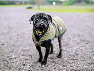 Ziggy | Pug | Cardiff - 2