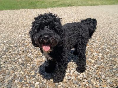 Max | Spaniel (Cavalier King Charles) Cross | Basildon (Essex) - 3