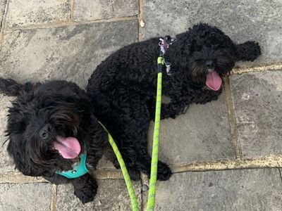 Marley | Spaniel (Cavalier King Charles) Cross | Basildon (Essex) - 3