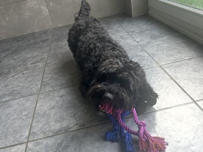 Marley | Spaniel (Cavalier King Charles) Cross | Basildon (Essex) - 5