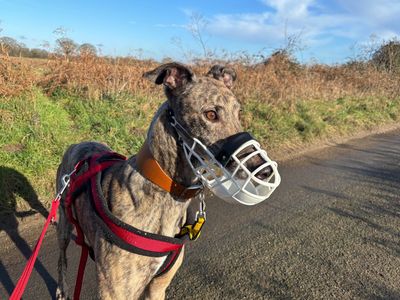 Billy | Greyhound | Snetterton (Norfolk) - 3