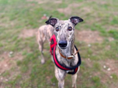 Billy | Greyhound | Snetterton (Norfolk) - 5