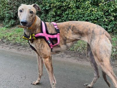 Kelly | Greyhound | Snetterton (Norfolk) - 3