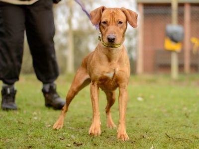 Dora | Retriever (Labrador) Cross | Kenilworth (West Midlands) - 3
