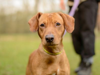 Dora | Retriever (Labrador) Cross | Kenilworth (West Midlands) - 2