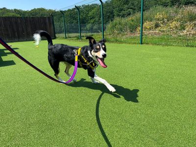 Lynn, a 5 years old female Border Collie available for adoption from Dogs Trust in Kent