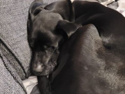 Missie | Retriever (Labrador) | Kenilworth (West Midlands) - 2