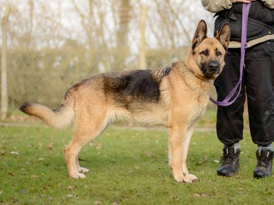 Lyra | German Shepherd Dog | Kenilworth (West Midlands) - 3