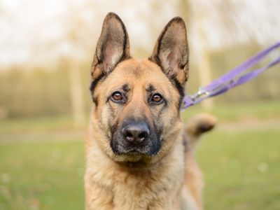 Lyra — German Shepherd