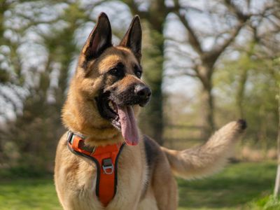 Lyra | German Shepherd Dog | Kenilworth (West Midlands) - 5