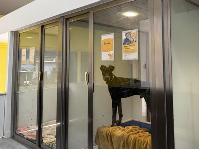 Dessie | Dobermann | Basildon (Essex) - 3