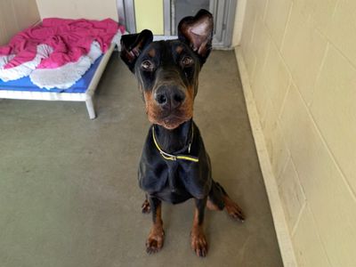 Dessie | Dobermann | Basildon (Essex) - 3