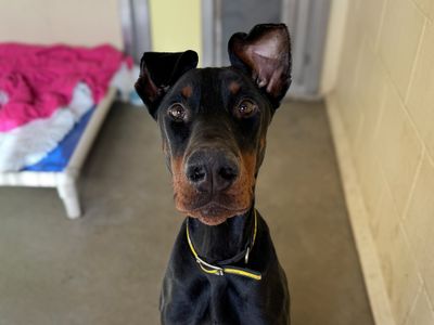 Dessie | Dobermann | Basildon (Essex) - 1