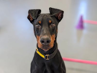 Dessie | Dobermann | Basildon (Essex) - 5
