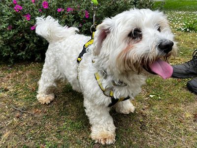 Dora | Bichon Frise Cross | Canterbury - 3