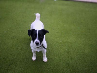 Fred | Terrier (Jack Russell) | Manchester - 5