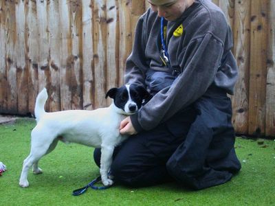 Fred | Terrier (Jack Russell) | Manchester - 3