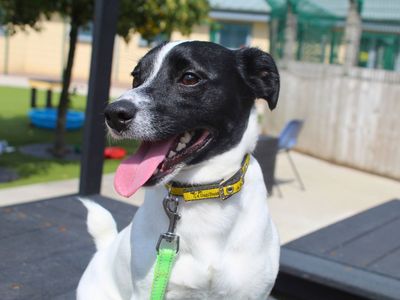 Fred, a 2 years old male Jack Russell Terrier available for adoption from Dogs Trust in Greater Manchester