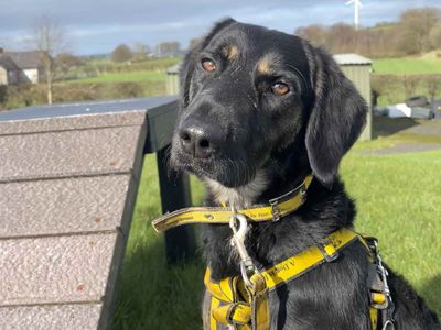Brodie | Spaniel (Irish Water) Cross | West Calder (Edinburgh) - 5