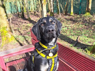 Brodie | Spaniel (Irish Water) Cross | West Calder (Edinburgh) - 3