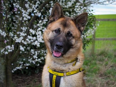 Foxy — German Shepherd Dog Cross