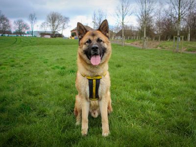 Foxy | German Shepherd Dog Cross | Darlington - 5