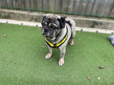 Clive | Pug | Cardiff - 3